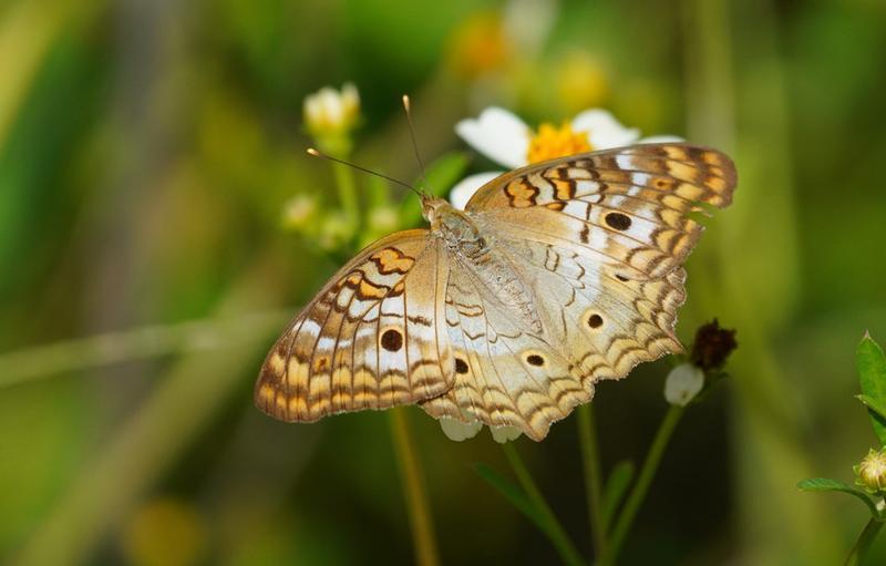 Máy ảnh Sony Alpha A7R IV A