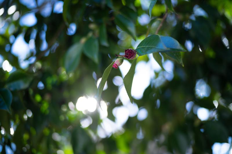 Máy ảnh Leica M11 (Black)