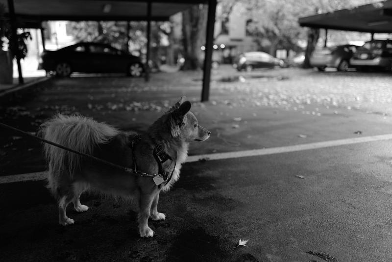 Máy ảnh Leica Q2 Monochrom