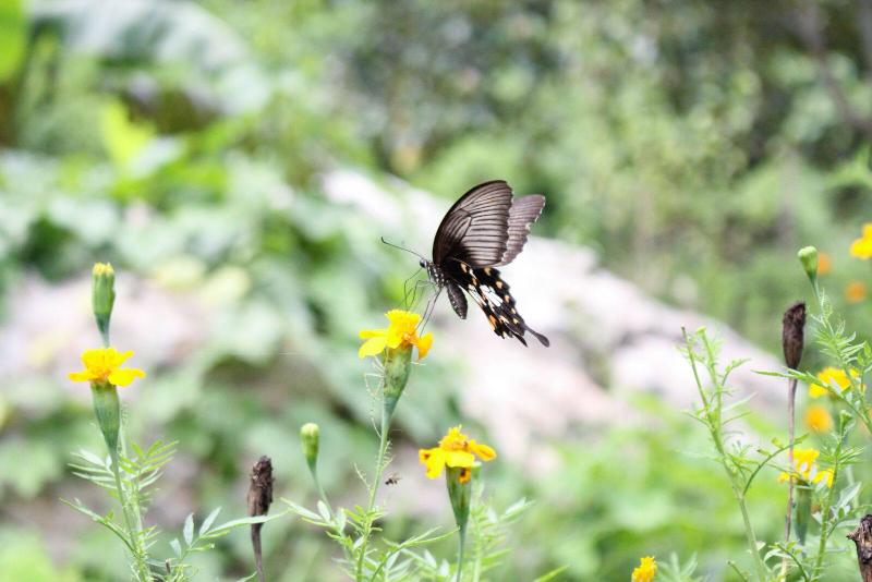 Máy ảnh Canon EOS 60D