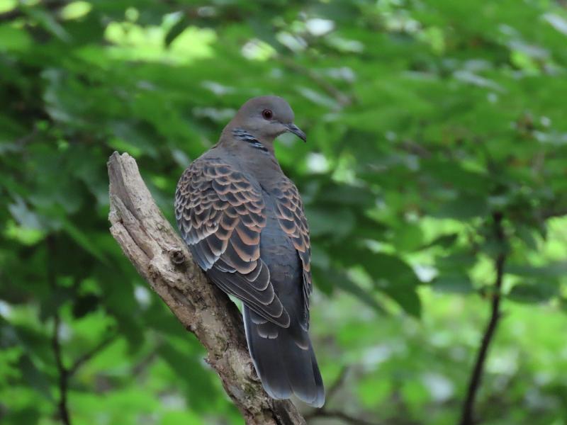 Máy ảnh Canon PowerShot SX740 HS (Silver)