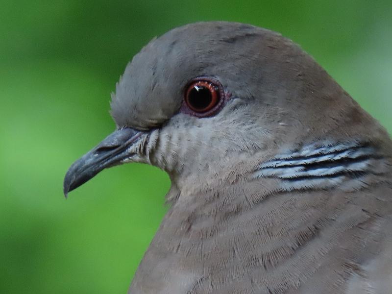 Máy ảnh Canon PowerShot SX740 HS (Silver)