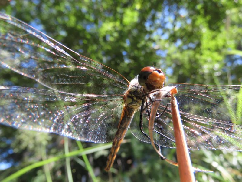 Máy ảnh Canon PowerShot SX740 HS (Silver)