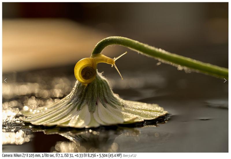 ỐNG KÍNH NIKKOR Z MC 105mm F2.8 VR S MACRO