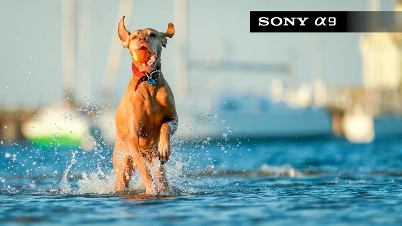 MÁY ẢNH SONY ALPHA A9 MÁY ẢNH SONY ALPHA A9