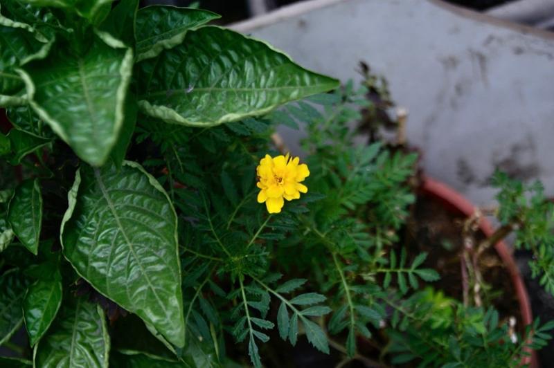 Máy Ảnh Sony A350