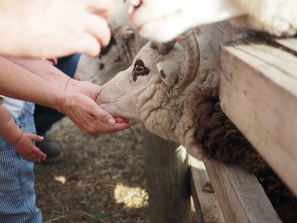 Máy ảnh OM SYSTEM OM-5 Mark II – chính hãng