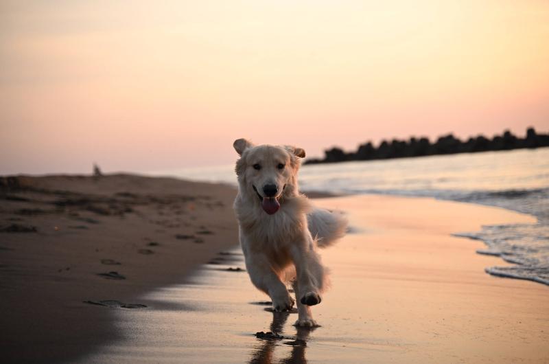 Máy ảnh Nikon Zf | Body Only | Silver (Chính hãng) Máy ảnh Nikon Zf | Body Only | Silver (Chính hãng)